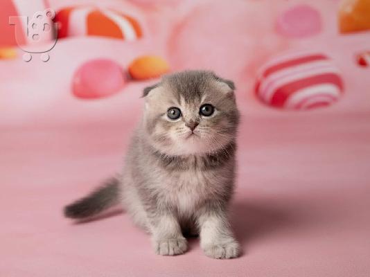 PoulaTo: Beautiful Scottish Fold & British Kratite me preko (whatsapp 32460219218) ili (viber 237679571657)